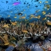 anthias_lr_mb_h_0403_png2940.jpg
